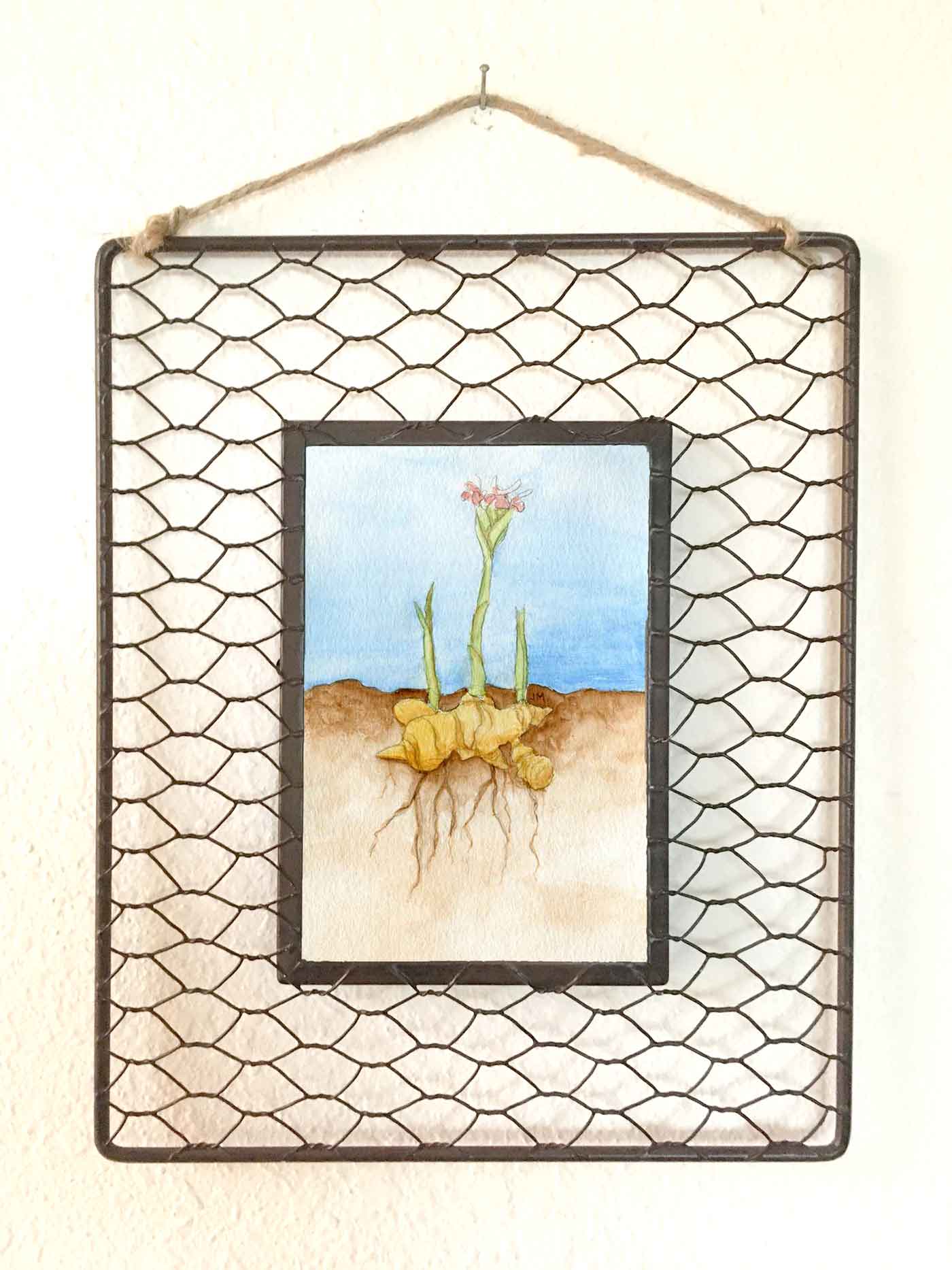Roots: Ginger