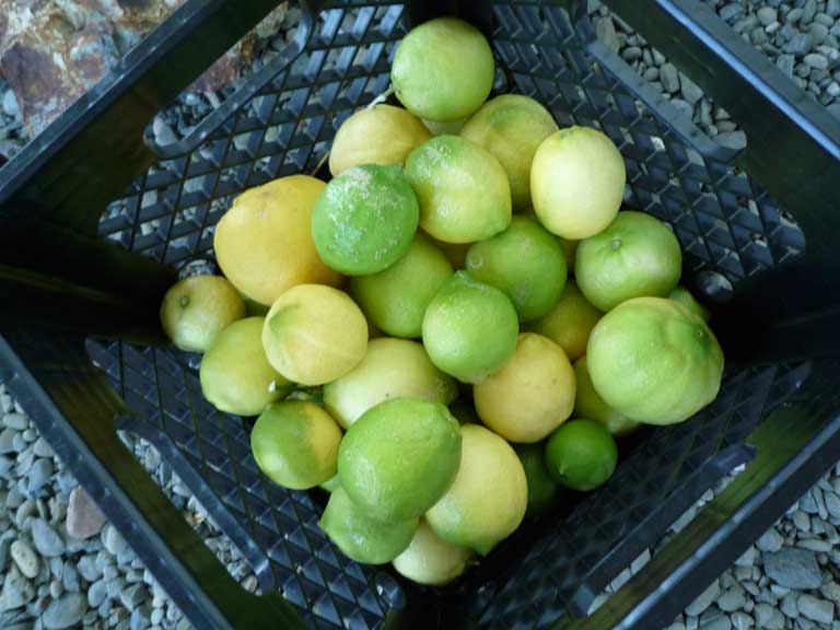 Lemons, even the green ones