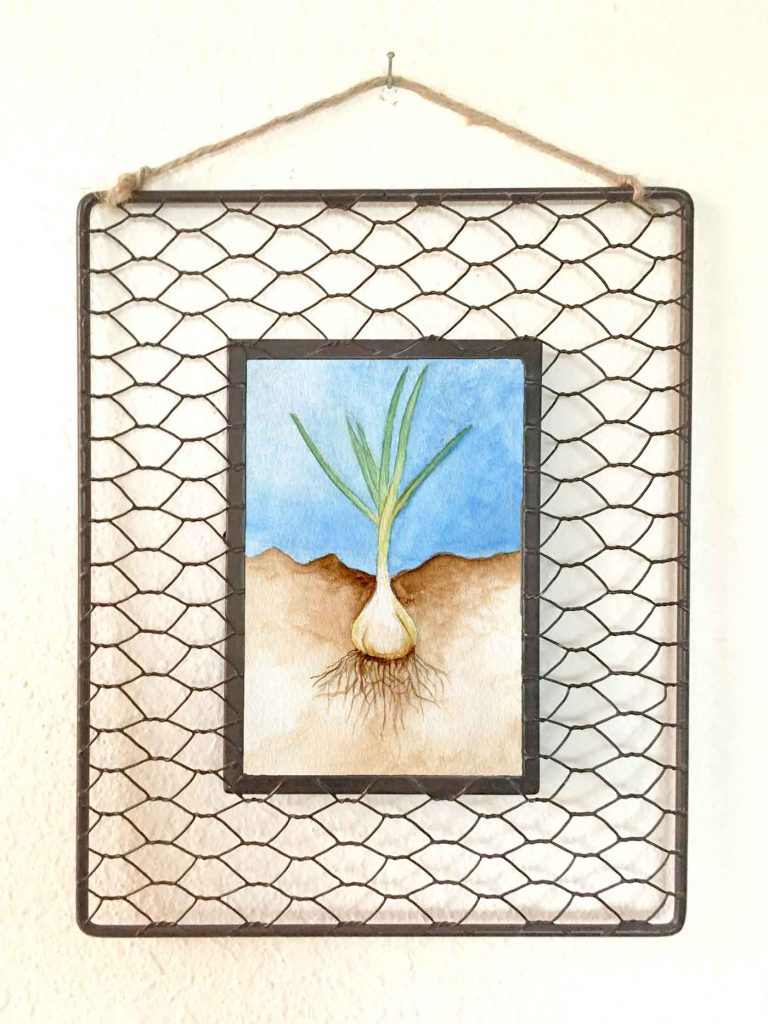 Roots: Garlic • 8"x10" framed