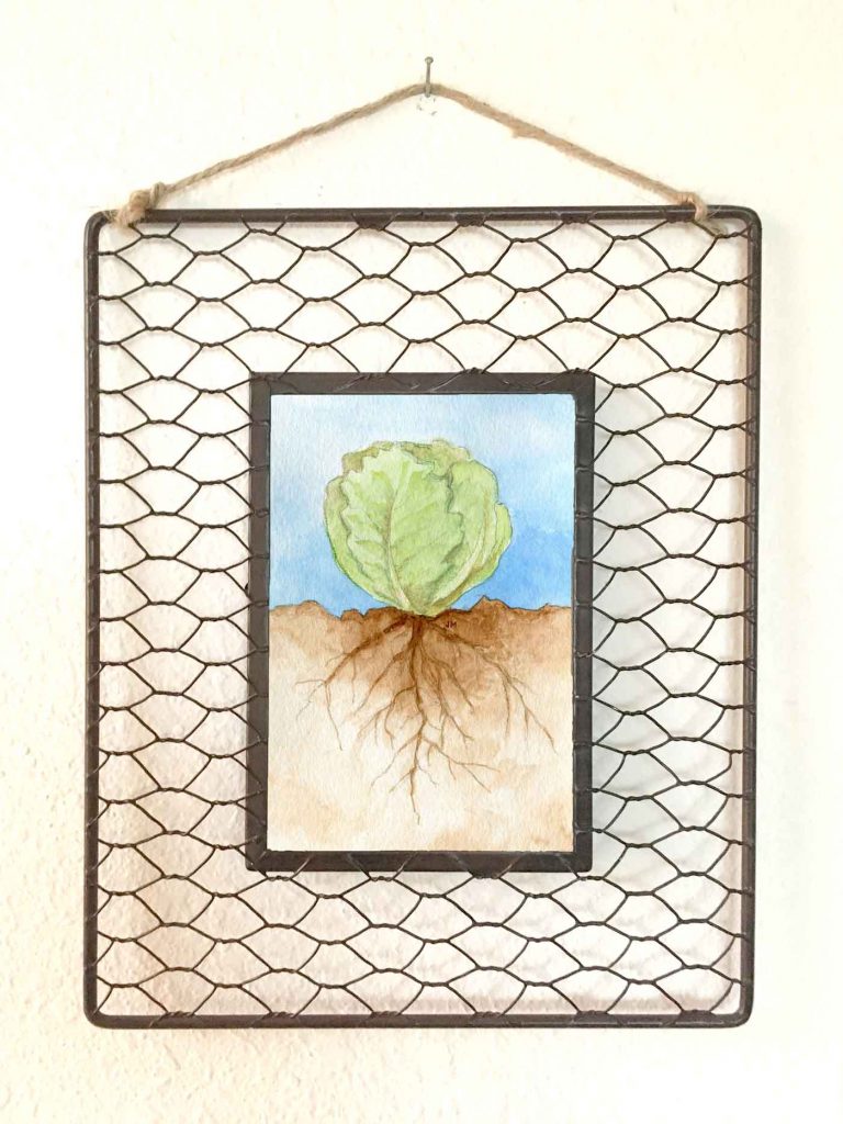 Roots: Lettuce • 8"x10" framed