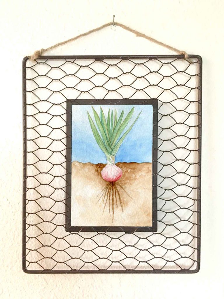 Roots: Onion • 8"x10" framed