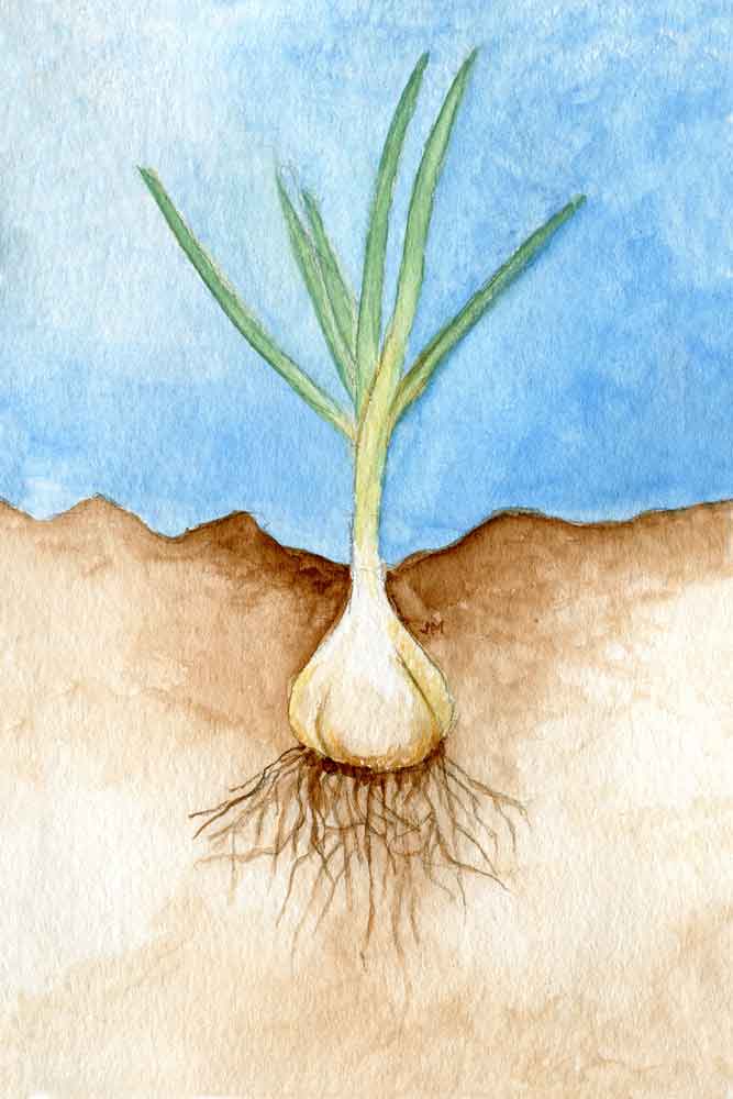 Roots: Garlic