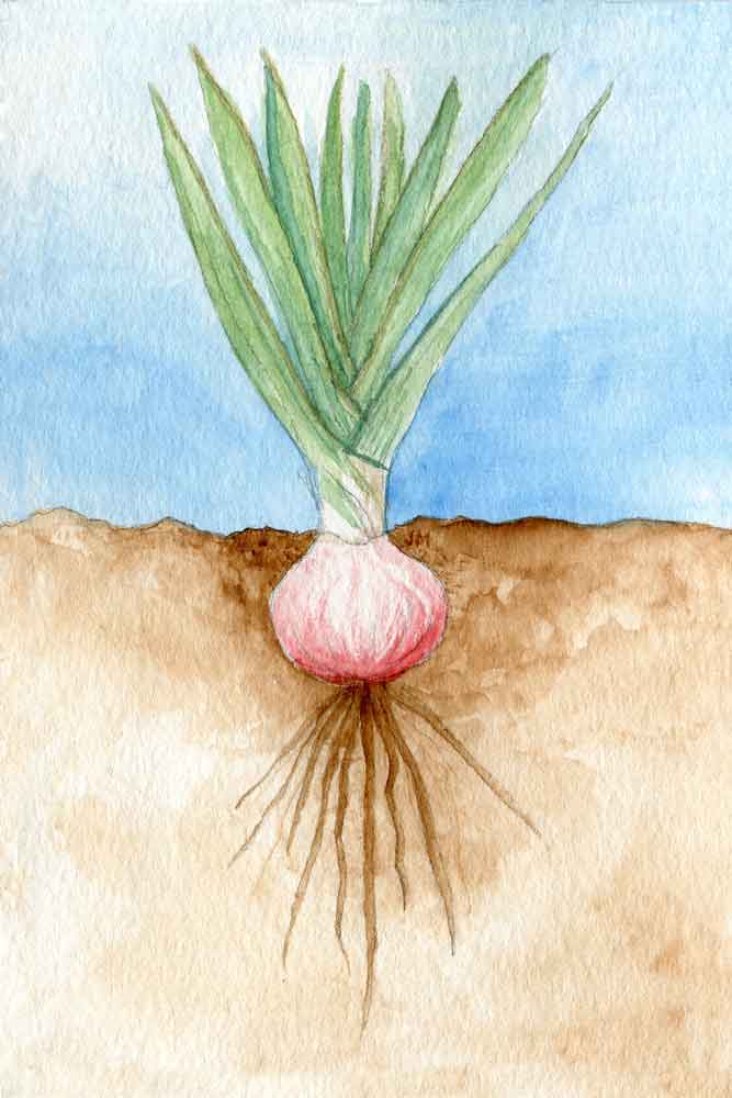 Roots: Onion